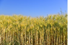 넓은 작약꽃밭과 보리밭의 축제 - ▣ ─풍경사진 - 경남소설가협회 넓은 작약꽃밭과 보리밭의 축제