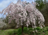 남지 개비리길 수양벚꽃 - ▣ ─풍경사진 - 경남소설가협회 남지 개비리길 수양벚꽃