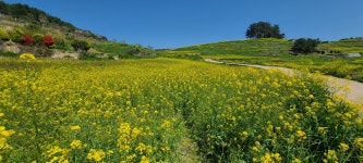 청산도 산행과 서편제길(오산~대암산~대성산~대선산~청산항~서편제길) - 전남의 산 - 강과 산과 길과 시(강,산,도,시) 청산도 산행과 서편제길(오산... 