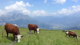 몽블랑 2차팀 - 페이뒤 몽블랑(2) - 고알프스(몽블랑)사진 - 친구들 그림자 몽블랑 2차팀 - 페이뒤 몽블랑(2)