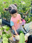 (🧑🌾체험활동) 🍅🍆🌶️ 농작물 수확하기 - 지혜반(7세) - 현풍아이세상어린이집 (🧑‍🌾체험활동) 🍅🍆🌶️ 농작물 수확하기