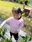 (🧑🌾체험활동) 🍅🍆🌶️ 농작물 수확하기 - 지혜반(7세) - 현풍아이세상어린이집 (🧑‍🌾체험활동) 🍅🍆🌶️ 농작물 수확하기