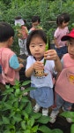 (체험활동) 고추수확하기🌶🌶 - 사랑반(5세) - 현풍아이세상어린이집 (체험활동) 고추수확하기🌶🌶