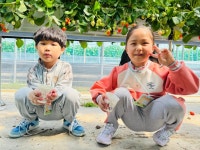 (🍓체험활동) 💕딸기향기가 가득했던 하루. - 지혜반(7세) - 현풍아이세상어린이집 (🍓체험활동) 💕딸기향기가 가득했던 하루.