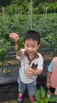 (체험활동) 고추수확하기🌶🌶 - 사랑반(5세) - 현풍아이세상어린이집 (체험활동) 고추수확하기🌶🌶