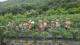(체험활동) 고추수확하기🌶🌶 - 사랑반(5세) - 현풍아이세상어린이집 (체험활동) 고추수확하기🌶🌶