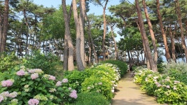 6/23(월) 유구색동수국정원과 서산모월수국 힐링여행 - 천하장군_평일 - 지인여행 6/23(월) 유구색동수국정원과 서산모월수국 힐링여행
