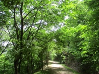 5월 8일 임도5거리(군포수릿길 1~14코스-2) - 산신령 산행사진... 산신령(mountain photos) 5월 8일 임도5거리(군포수릿길 1~14코스-2)