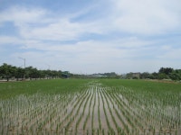 6월12일 내리-안성천(평택섶길 2~2-1코스=3) - 산신령 산행사진 (2013년~) - 산신령(mountain photos) 6월12일 내리-안성천(평택섶길 2~2... 