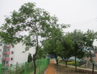 6월 2일 덕동산-소사벌(평택섶길 1-1~1코스=1) - 산신령 산행사진 (2013년~) - 산신령(mountain photos) 6월 2일 덕동산-소사벌(평택섶길... 