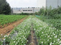 8월 7일 점촌천-진위천(평택섶길 8~11코스=11) - 산신령... 산신령(mountain photos) 8월 7일 점촌천-진위천(평택섶길 8~11코스=11)