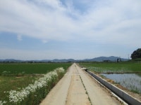 6월12일 내리-안성천(평택섶길 2~2-1코스=3) - 산신령 산행사진 (2013년~) - 산신령(mountain photos) 6월12일 내리-안성천(평택섶길 2~2... 