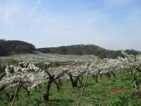 8월 7일 점촌천-진위천(평택섶길 8~11코스=11) - 산신령... 산신령(mountain photos) 8월 7일 점촌천-진위천(평택섶길 8~11코스=11)