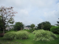 8월 7일 점촌천-진위천(평택섶길 8~11코스=11) - 산신령... 산신령(mountain photos) 8월 7일 점촌천-진위천(평택섶길 8~11코스=11)