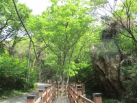 5월 8일 임도5거리(군포수릿길 1~14코스-2) - 산신령 산행사진... 산신령(mountain photos) 5월 8일 임도5거리(군포수릿길 1~14코스-2)