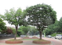 6월 2일 덕동산-소사벌(평택섶길 1-1~1코스=1) - 산신령 산행사진 (2013년~) - 산신령(mountain photos) 6월 2일 덕동산-소사벌(평택섶길... 