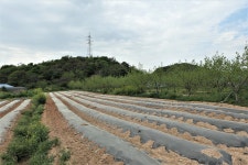 옥룡지맥(옥룡지맥 분기점=＞옥룡산=＞영산강/몽탄나루) - 윤종국님(16) 카페★ - 와수초등학교 총동문회 옥룡지맥(옥룡지맥 분기점=＞옥룡산... 