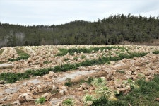 화원지맥 1구간(첨봉/화원지맥 분기점=＞금강산=＞송호리 버스정류장) - ●윤종국(부뜰이)+박점화(천왕봉) 168 지맥 대종주기... 