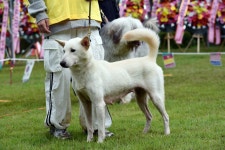반려견 행사-2 - 전람회 모습 - 한국 진도견 협회 반려견 행사-2