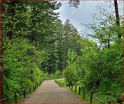550년 지켜온 숲, 이제 걸을 수 있어요 5060분들 가볍게 걷는 3km 힐링 산책길 - 여행을 떠나요 - 현대산업개발건축동우회 