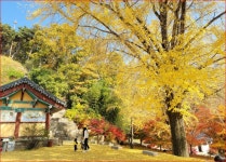 지리산급 단풍 절경에 언덕 없이 쉽게 걸어요60대도 무리 없는 가을 단풍 트레킹 명소 - 국내여행정보-강원권 - 아는만큼느낀다 