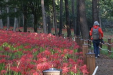직지사 꽃무릇, 강변공원 핑크몰리 - 우리들 이야기 - 김천 평화성당 샬롬산악회, 직지사 꽃무릇, 강변공원 핑크몰리