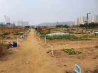 고양시 삼송리 경기도민텃밭 주말농장 이게 웬 말인가? 철거하라니요... 고양시 삼송리 경기도민텃밭 주말농장 이게 웬 말인가? 철거하라니요