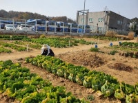 갑자기 날씨가 추워져서 밭에 무 뽑으려~ - 주 말 농 장 - 농수산물 공동구매(산과물) 갑자기 날씨가 추워져서 밭에 무 뽑으려~