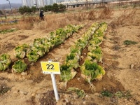고양시 삼송리 경기도민텃밭 주말농장 이게 웬 말인가? 철거하라니요... 고양시 삼송리 경기도민텃밭 주말농장 이게 웬 말인가? 철거하라니요
