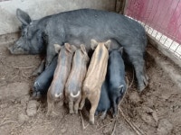 새끼돼지 토종 흑돼지 시골돼지 분양 판매합니다. - 정읍산적소굴... 농수산물 공동구매(산과물) 새끼돼지 토종 흑돼지 시골돼지 분양 판매합니다.