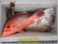 2021년 6월14일(월) 말봉바다낚시터 노지 조황사진입니다 - 2021년 조황정보 - 말봉사람들 2021년 6월14일(월) 말봉바다낚시터 노지... 