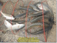 2023년7월8일(토) 말봉바다낚시터 조황사진입니다. - 2023년 조황정보 - 말봉사람들 2023년7월8일(토) 말봉바다낚시터 조황사진입니다.