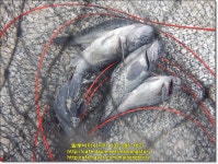 2023년3월1일(수) 말봉바다낚시터 조황사진입니다. - 2023년 조황정보 - 말봉사람들 2023년3월1일(수) 말봉바다낚시터 조황사진입니다.