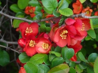 명자나무꽃 만개하다 - 일반 게시판 - 진리로 이긴자들 명자나무꽃 만개하다