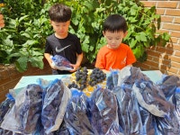 거봉캠벨포도~ - 온유반 이야기 - 사랑의열매어린이집 거봉캠벨포도~