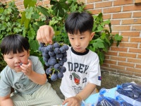 거봉캠벨포도~ - 온유반 이야기 - 사랑의열매어린이집 거봉캠벨포도~