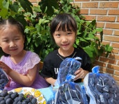 거봉캠벨포도~ - 온유반 이야기 - 사랑의열매어린이집 거봉캠벨포도~