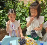 거봉캠벨포도~ - 온유반 이야기 - 사랑의열매어린이집 거봉캠벨포도~