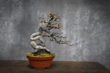 보리수 - 〃소품분재 - 나무야놀자 분재원 보리수