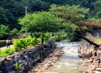 8월3일 충남 금산 성치산 계곡산행 - 송죽산악회 - 마운틴 익산 마운틴 익산