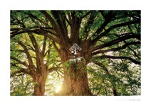 배티숲 로고가이드 - 배티숲 소개 - 트리하우스와 함께하는 산림정원 배티숲 배티숲 로고가이드