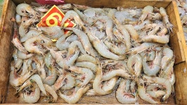 10월11일 판매생선...[판매완료] - 오늘생선 구입신청방 - 목포 기준 수산 생선카페 목포 기준 수산 생선카페