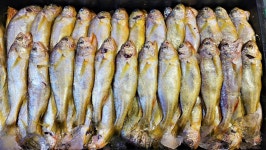 10월25일 판매생선...[판매완료] - 오늘생선 구입신청방 - 목포 기준 수산 생선카페 목포 기준 수산 생선카페