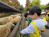양떼목장 견학 - 2023년 즐거운반 사진 - 재능스쿨 어린이집 양떼목장 견학