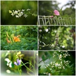 *등갈비찜* - 우리들의 이야기 - ♡강동 둔촌 사랑♡ *등갈비찜*