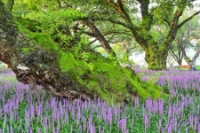 성주 성밖숲 - 아름다운사진 - 유왕별서펜션 성주 성밖숲