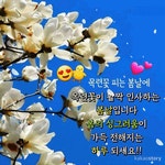 토요일 문안편지/목련꽃 피는 봄날에 - 🔶️공유 글🔰나눔 - 💜산야와 한울타리💜 토요일 문안편지/목련꽃 피는 봄날에