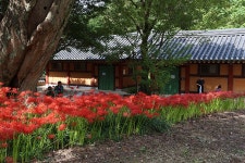 영광 불갑사 관광지 상사화 축제(2) - 🌴여행 📷 사진 갤러리 - 💜산야와 한울타리💜 영광 불갑사 관광지 상사화 축제(2)