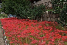 영광 불갑사 관광지 상사화 축제(2) - 🌴여행 📷 사진 갤러리 - 💜산야와 한울타리💜 영광 불갑사 관광지 상사화 축제(2)
