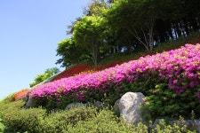 화순 수만리 철쭉 공원 - 🌴여행 📷 사진 갤러리 - 💜산야와 한울타리💜 화순 수만리 철쭉 공원